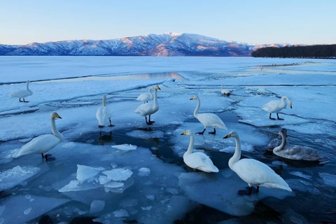 Whooper swans (Cygnus cygnus)
