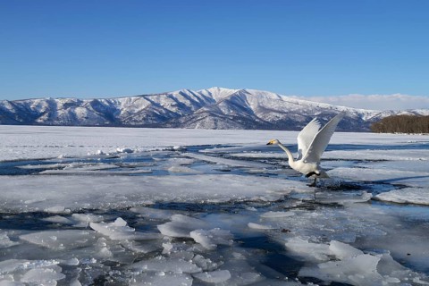 Whooper Swan (Cygnus cygnus)