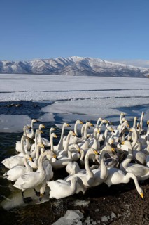 A flock of whooper swans (Cygnus cygnus) protecting each other from a cold wind