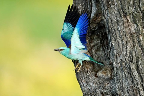 European Roller (Coracias garrulus)