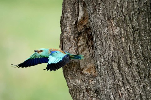 European Roller (Coracias garrulus)