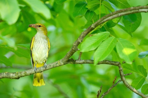 Golden Oriole (Oriolus oriolus)