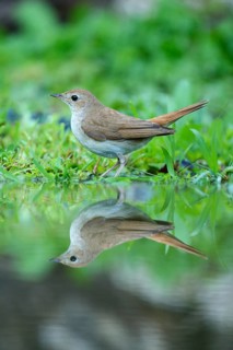 Nightingale (Luscinia megarhynchos) with its reflection in the water