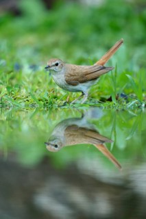 Nightingale (Luscinia megarhynchos) with its reflection in the water