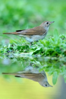 Nightingale (Luscinia megarhynchos) with its reflection in the water