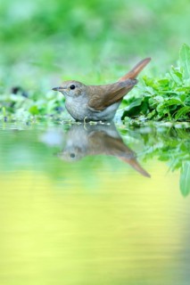 Nightingale (Luscinia megarhynchos) with its reflection in the water