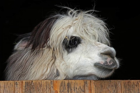 Alpaca (Vicugna pacos)