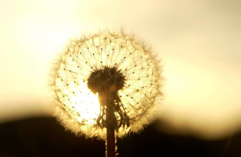 Clock of a Dandelion (Taraxacum officinale) in the evening light