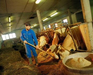 Farmer feeding cows in a barn