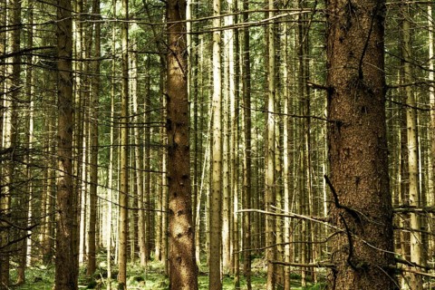 Spruce forest