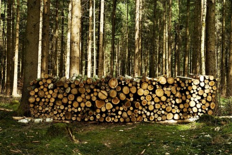 Stack of wood