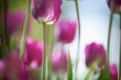 Purple tulips (Tulipa)