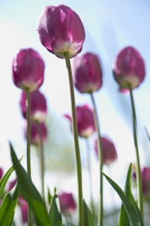 Purple tulips (Tulipa)