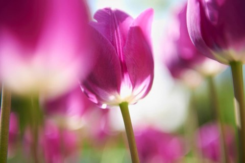 Purple tulips (Tulipa)