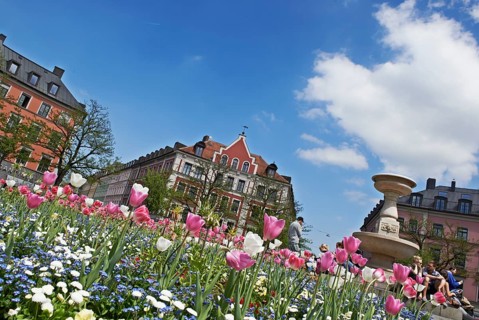 Blooming tulips in the central circular flowerbed on Gaertnerplatz square