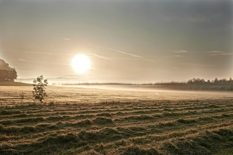 Freshly mowed lawn and a wheat field in the morning