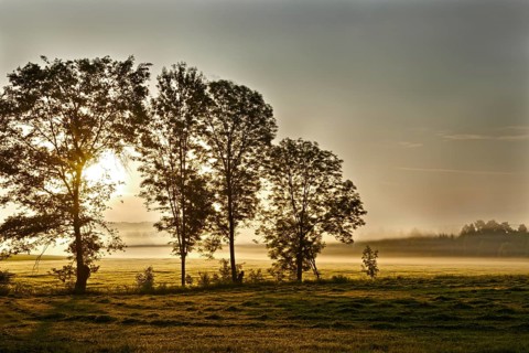 Freshly mowed lawn and trees in the morning