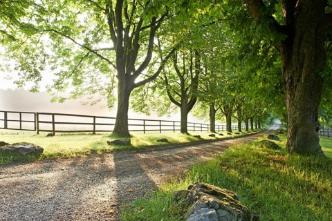 Road lined with old trees