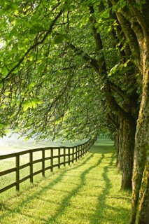 Wooden fence of a paddock and a row of trees