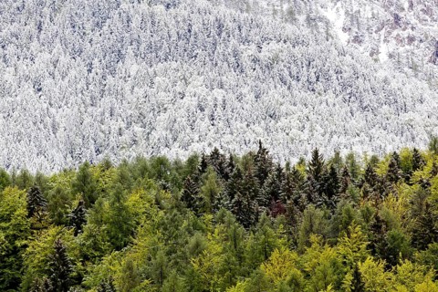 Mixed forest with some snow-covered and green trees after a brief snowfall
