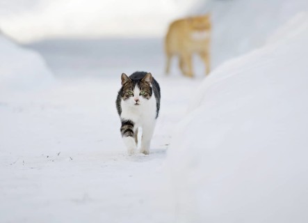 Two cats on foot on a snow-covered path
