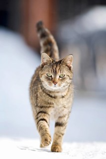 Red-brown tabby cat on foot on a snow-covered road