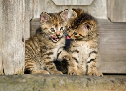 2 brown tabby kittens sitting in front of a wooden door and grooming each other