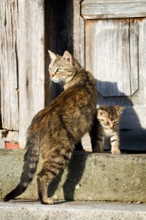 Brown tabby cat standing with her kitten in front of a wooden door on a step