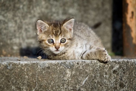 Brown tabby kitten lying on a step and basking in the sun