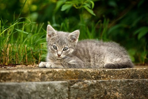 Grey tabby kitten lying on a garden wall