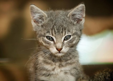 Grey tabby kitten