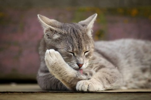 Grey tabby cat lying on a bench