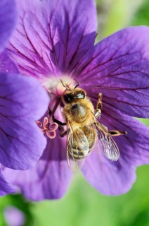 Honey Bee (Apis mellifera