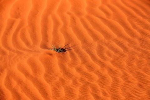 Patterns in the sand with plant