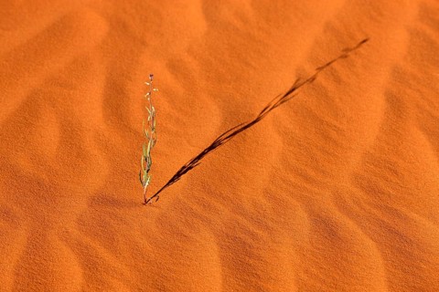 Patterns in the sand with plant