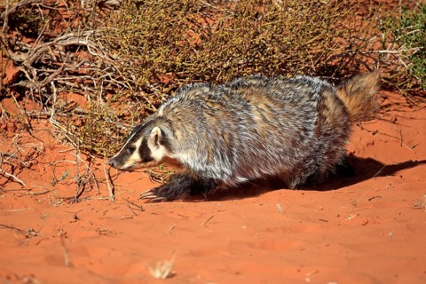 American badger (Taxidea taxus)