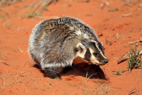 American badger (Taxidea taxus)