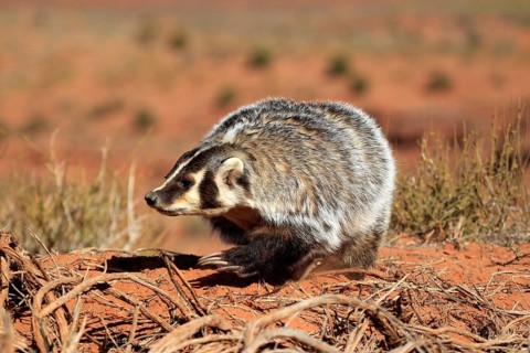 American badger (Taxidea taxus)