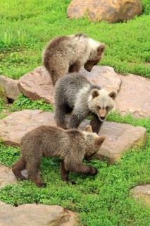 Brown Bear (Ursus arctos)