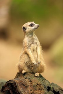 Meerkat (Suricata suricatta)