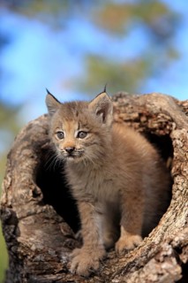 Canada Lynx (Lynx canadensis)