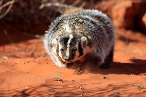 American badger (Taxidea taxus)