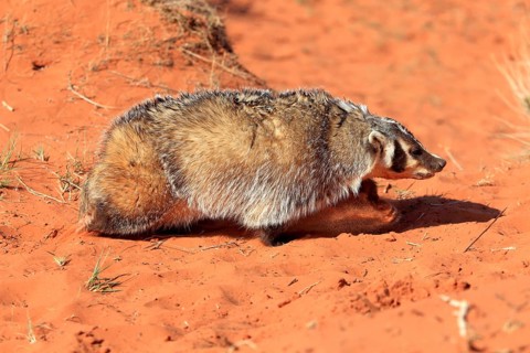 American badger (Taxidea taxus)