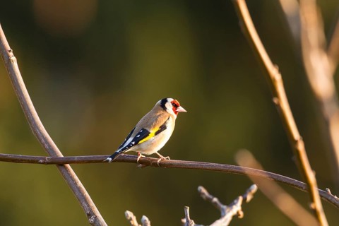 Goldfinch (Carduelis carduelis)