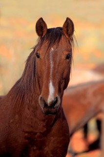 Mustang