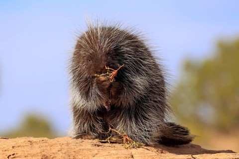 North American Porcupine (Erethizon dorsatum)