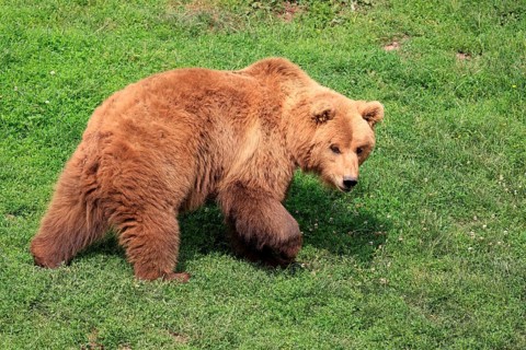 Brown Bear (Ursus arctos)