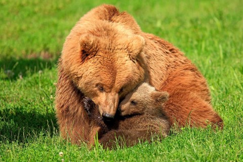 Brown Bears (Ursus arctos)