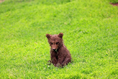 Brown Bear (Ursus arctos) cub