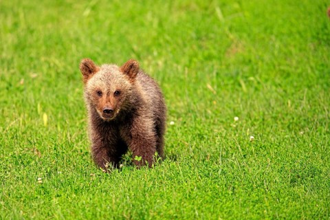 Brown Bear (Ursus arctos) cub